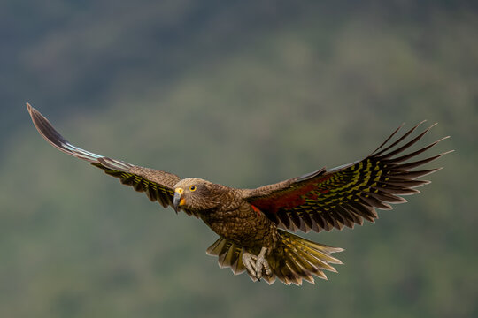 Kea, Nestor notabilis, im Flug mit voll ausgebreiteten Fluegeln, Frontalansicht, Suedinsel, Neuseeland, vor unscharfem gruenem Waldhintergrund, ausgestreckter Fuss, natuerlicher Lebensraum