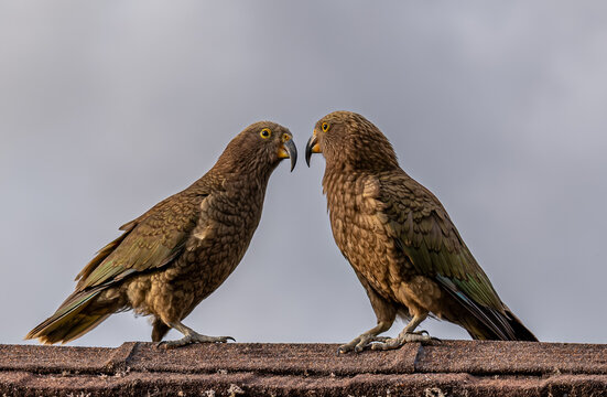 Zwei Kea, Nestor notabilis, sitzen sich zugewandt gegenueber auf Ziegeldach, Zuneigung und Verbundenheit zwischen zwei Voegeln, Suedinsel, Neuseeland, grauer Himmel