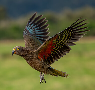 Kea, Nestor notabilis, im Flug mit asymmetrisch gespreizten Fluegeln, Krallen sichtbar, Suedinsel, Neuseeland, tuerkise und orange Federn, Portraet vor gruenem Wiesenhintergrund