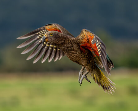 Kea, Nestor notabilis, im Flug mit haengenden Beinen und ausgestreckten Krallen, Fluegel nach oben geoeffnet, Suedinsel, Neuseeland, Seitenportraet vor unscharfem gruenem Hintergrund