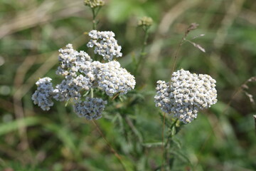 Common yarrow blooming with white flowers in a summer meadow, Achillea millefolium © Olga