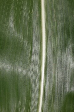 Linear texture of a green corn leaf for botanical design
