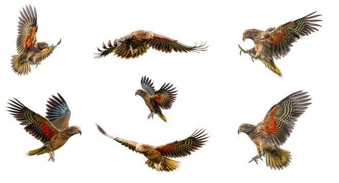 Kea, Nestor notabilis, Papagei im Flug, Zusammenstellung verschiedener Flugphasen, Suedinsel, Neuseeland, freigestellt auf weissem Hintergrund, ausgebreitete bunte Fluegel