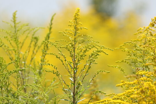 Goldenrod plant with clusters of yellow flowers in the countryside, Solidago