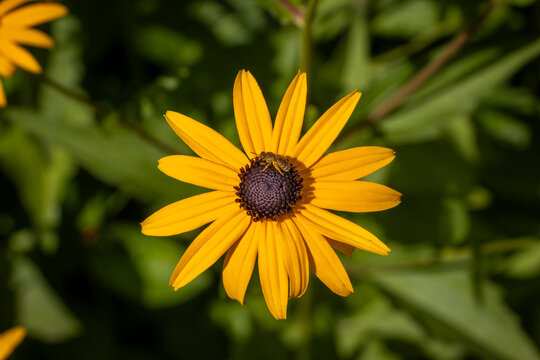 Rudbeckia Hirta - Bee Pollinating Black Eyed Susan Flower Close Up