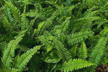 Lush green Boston fern leaves pattern background in natural light © Nawarat