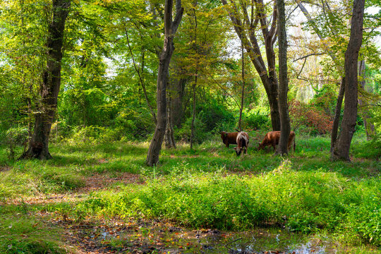 Cows graze on the grass in a bright green forest