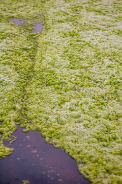 Thick layer of floating green duckweed and moss on a fish pond surface