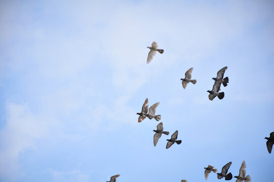 Flock of pigeons flying together in the clear blue sky with white clouds, dynamic motion and freedom concept.