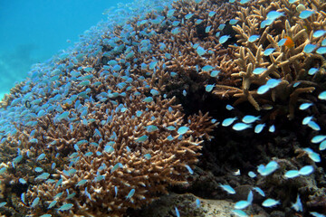 Large school of blue damselfish above tropical branching coral reef in Aka Island Okinawa Japan © bongoman