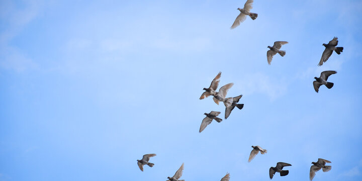Flock of pigeons flying together in the clear blue sky with white clouds, dynamic motion and freedom concept.