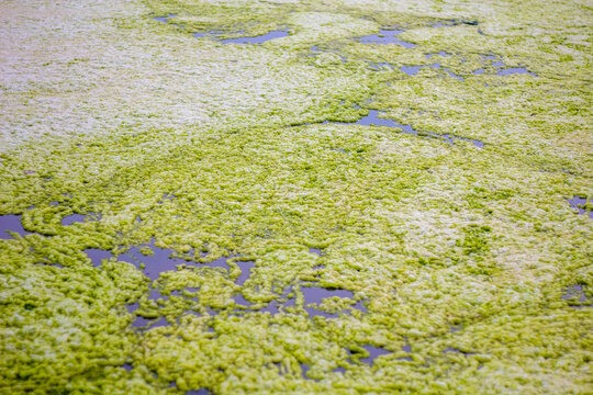 Thick layer of floating green duckweed and moss on a fish pond surface