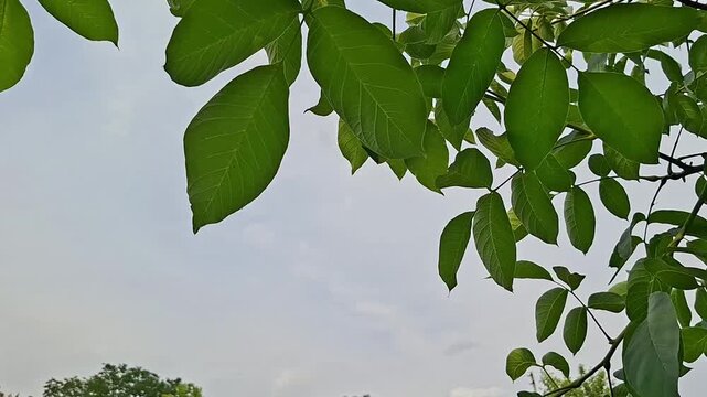 Green walnut leaves swaying against a cloudy sky. Nature background with space for text. Animated plant border frame for greeting card design and summer concept.
