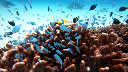 Blue damselfish and yellow tropical fish above branching coral reef in Okinawa Japan © bongoman