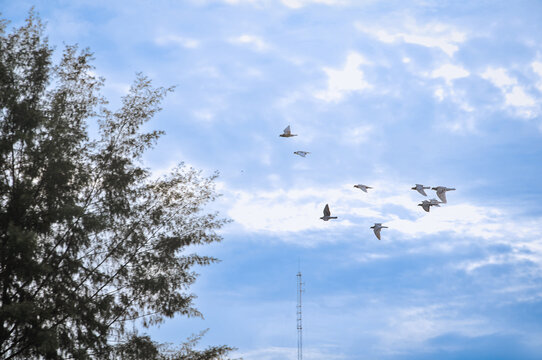 Flock of pigeons flying together in the clear blue sky with white clouds, dynamic motion and freedom concept.
