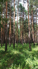 Tall pine forest with straight tree trunks, coniferous woodland in summer, natural forest landscape with green undergrowth © YuliaBulgakova