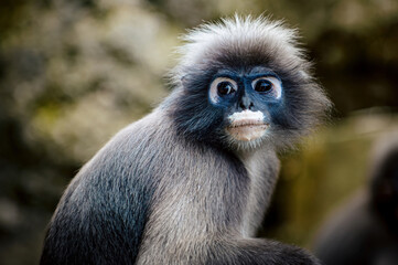 Dusky leaf monkey watching from tropical forest © Pawich Sattalerd