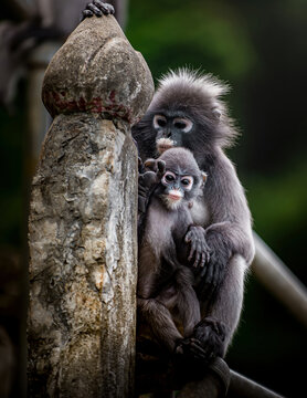Dusky leaf monkey mother hugging baby primate