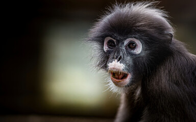 Dusky leaf monkey with expressive face looking forward © Pawich Sattalerd