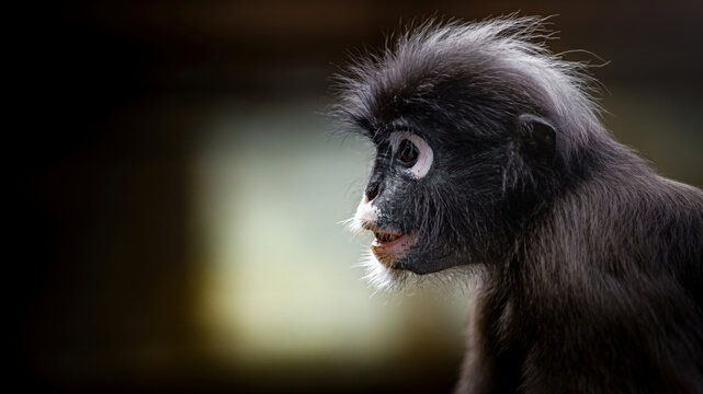 Dusky leaf monkey watching surrounding environment