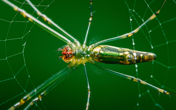 Long jawed orb weaver spider resting on web