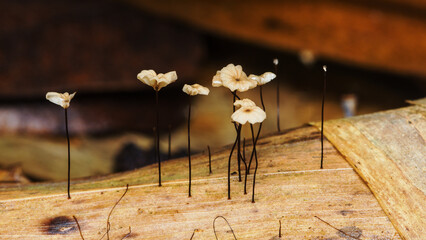 Delicate fungi growing on decaying bamboo © Pawich Sattalerd