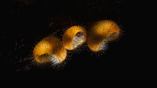 Hairy cup fungi glowing in dark tropical forest