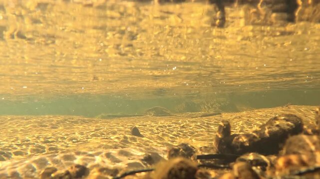 Underwater View of Golden Sunlight Filtering Through a Clear River Stream