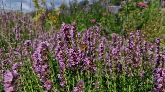 Blooming Hyssop (Hyssopus officinalis) with Pollinators