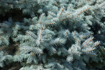Grayish blue foliage of Picea pungens in mid July © Anna