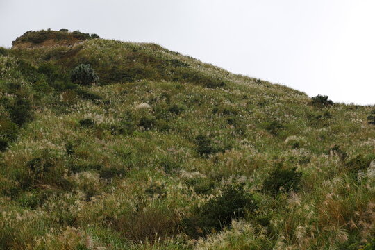 Silver Grass Covers a Green Mountain Hillside.