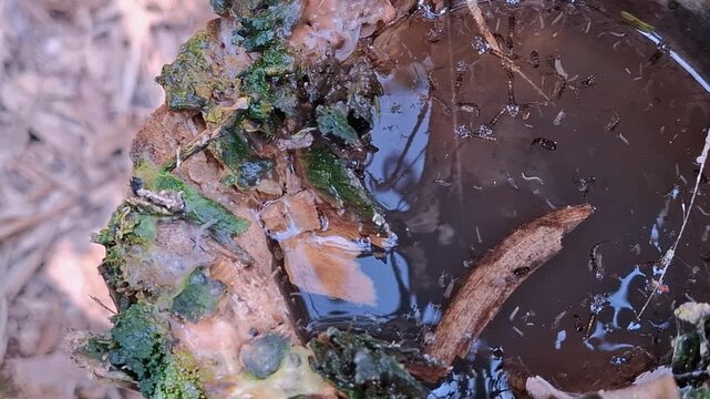 Mosquito Larvae Breeding in Stagnant Water Close Up Dangerous Disease Vector