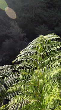 Sunlit Green Fern Fronds in Australian Temperate Rainforest