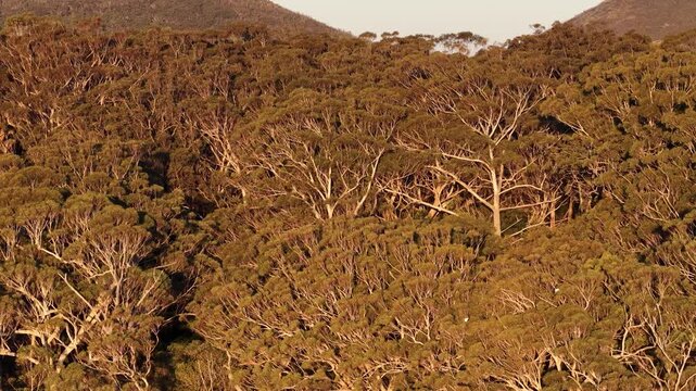 Aerial View of Dense Eucalyptus Forest Canopy at Sunset