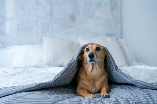Dog Hiding Under a Blanket in a Cozy Home Bedroom