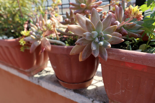Piante grasse succulente del genere Graptosedum Francesco Baldi coltivate in vasi di plastica marrone disposti in fila sul muretto del balcone di casa sotto la luce del sole