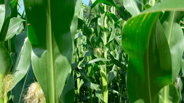 Close-up of green corn field with young corn cobs and silk growing in summer