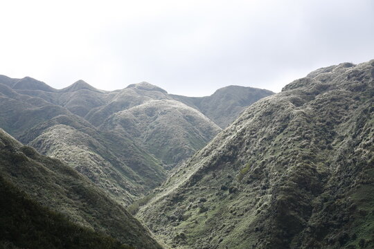 Silver Grass Covers a Rugged Mountain Ridge.