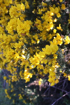 Bright yellow, pea-shaped blooms of Ulex europaeus, commonly known as common gorse