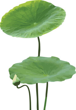 Fresh green lotus leaves with small flower bud vector illustration isolated on white