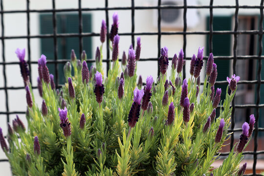 Pianta aromatica di lavanda selvatica in vaso con caratteristiche infiorescenze viola a ciuffo coltivata sul balcone di casa in una fioriera rettangolare