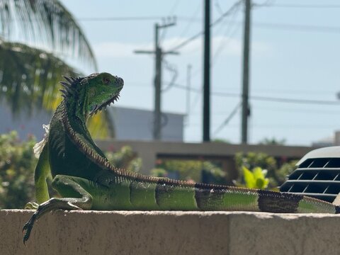 Iguana on the wall