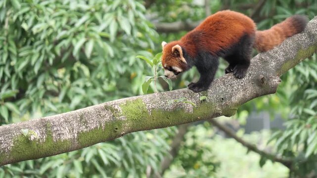 Red panda casually walking on a high tree trunk video