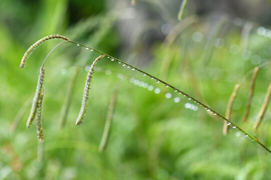 Paspalum dilatatum, a blade of grass with water droplets, set against a backdrop of lush green vegetation