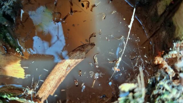 Mosquito larvae and pupae swarm thriving in murky stagnant water habitat close-up
