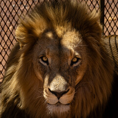 Lion Eyes © Geoff