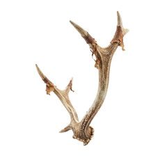 Fototapeta premium Natural Deer Antler with Peeling Velvet Skin