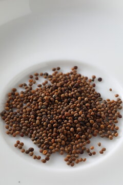 cuscuta chinensis - Chinese dodder - tusizi