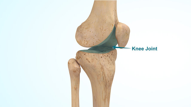 A 3D illustration of the knee joint