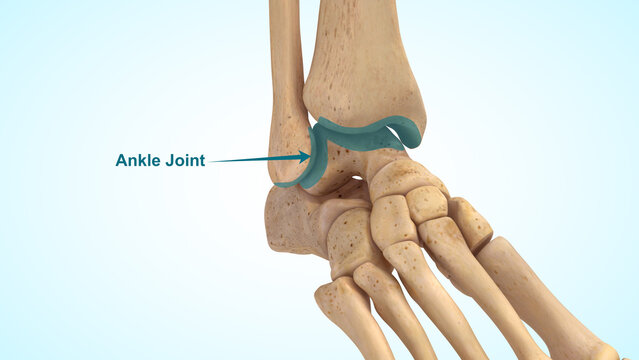 Ankle joint of 3d illustration